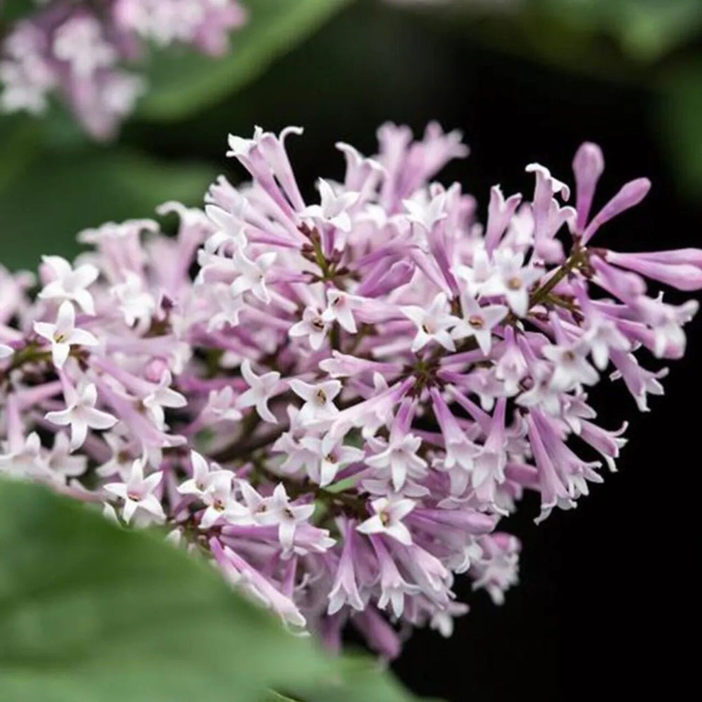 25 Little Lady Lilac Tree Fragrant Flowers Flower Perennial Seeds | www.seedsplantworld.com