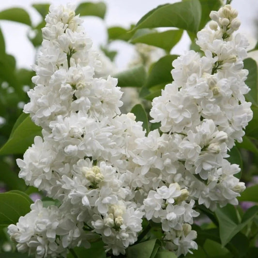 25 Madame Lemoin Lilac Tree Fragrant Flowers Flower Perennial Seeds | www.seedsplantworld.com