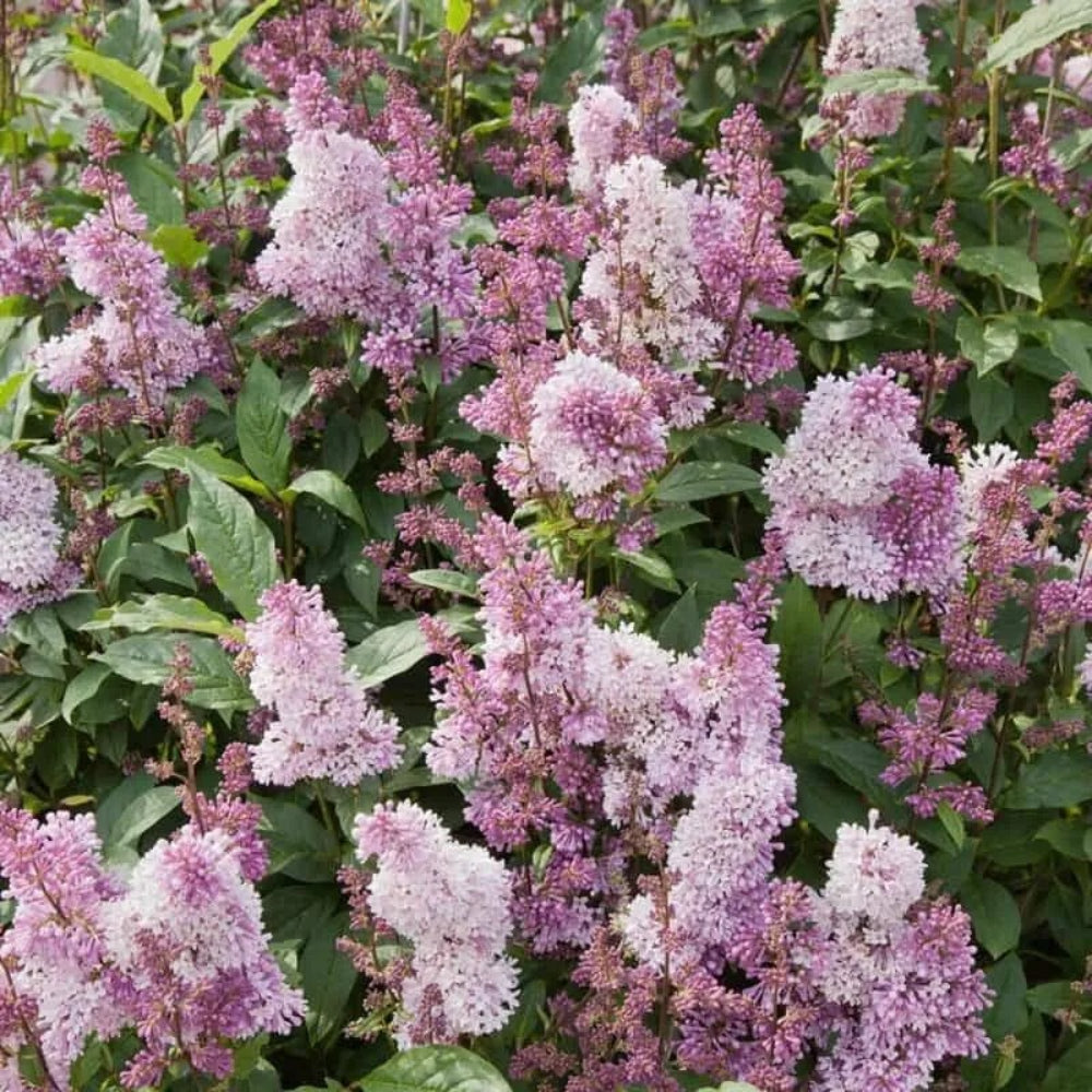 25 Minuet Lilac Tree Fragrant Flowers Flower Perennial Seeds | www.seedsplantworld.com