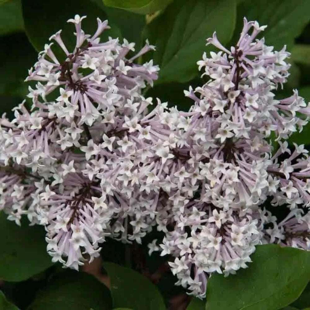 25 Miss Kim Lilac Tree Fragrant Flowers Flower Perennial Seeds | www.seedsplantworld.com