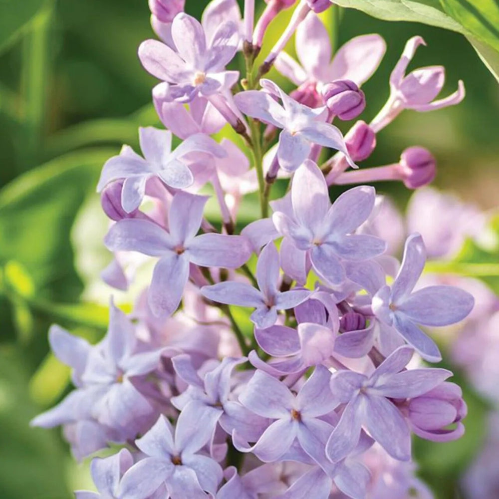 25 New Age Lilac Tree Fragrant Flowers Flower Perennial Seeds | www.seedsplantworld.com