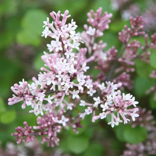 25 Palibin Lilac Tree Fragrant Flowers Flower Perennial Seeds | www.seedsplantworld.com