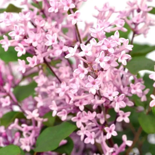 25 Pink Perfume Lilac Tree Fragrant Flowers Flower Perennial Seeds | www.seedsplantworld.com