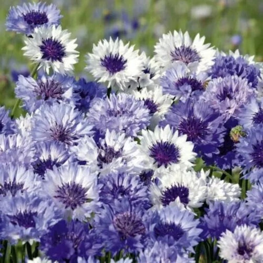 50 Purple Mix Bachelor's Button Flower Flowers Garden Annual Seeds | www.seedsplantworld.com