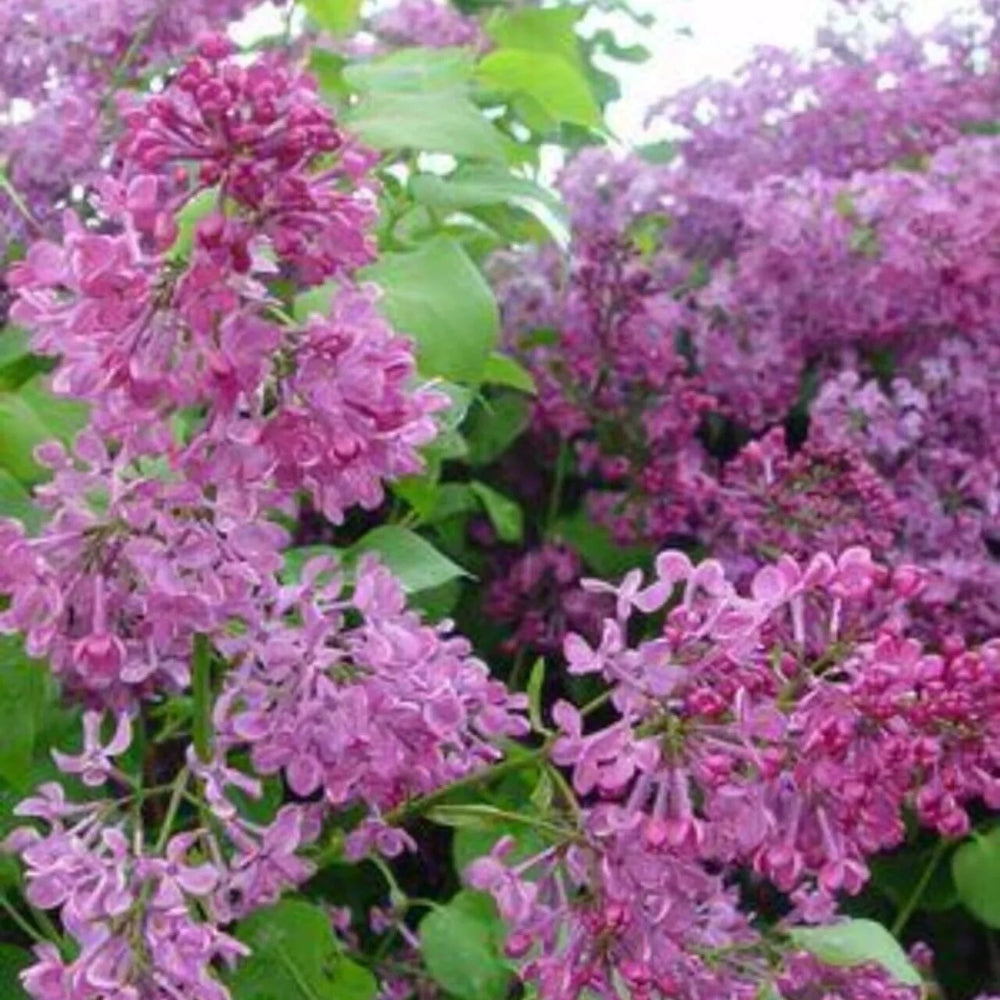 25 Pocahontas Lilac Tree Fragrant Flowers Flower Perennial Seeds | www.seedsplantworld.com