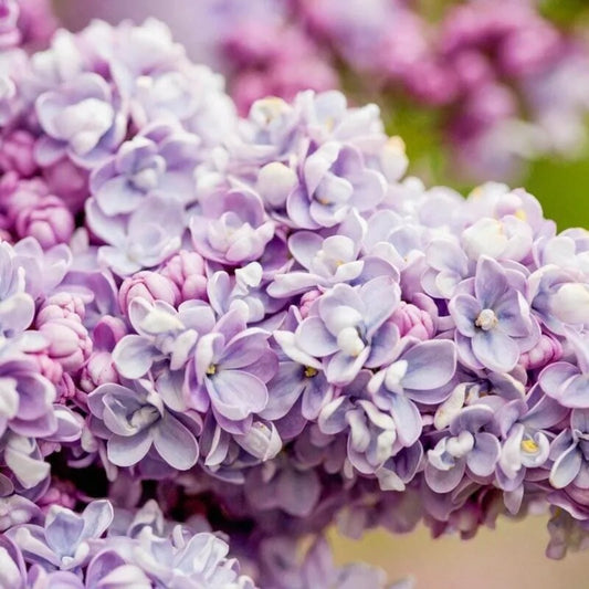 25 President Gra Lilac Tree Fragrant Flowers Flower Perennial Seeds | www.seedsplantworld.com