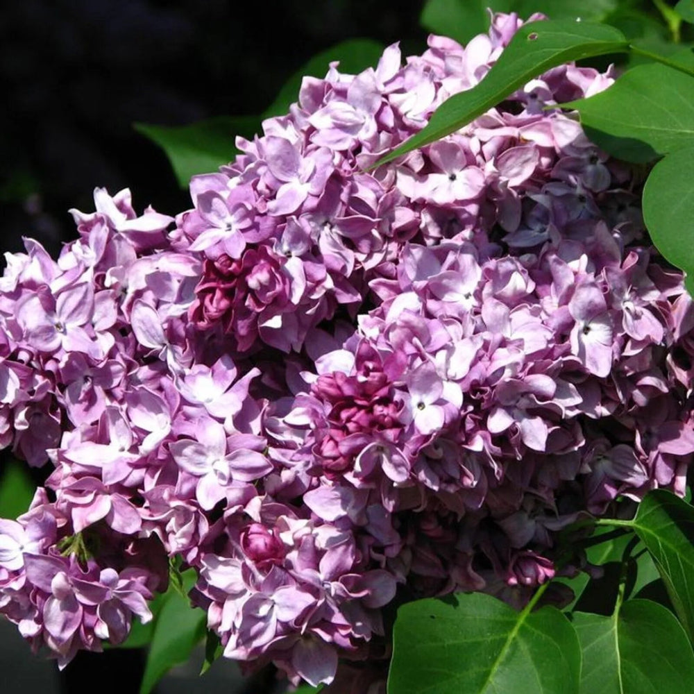 25 President Poincar Lilac Tree Fragrant Flowers Flower Perennial Seeds | www.seedsplantworld.com