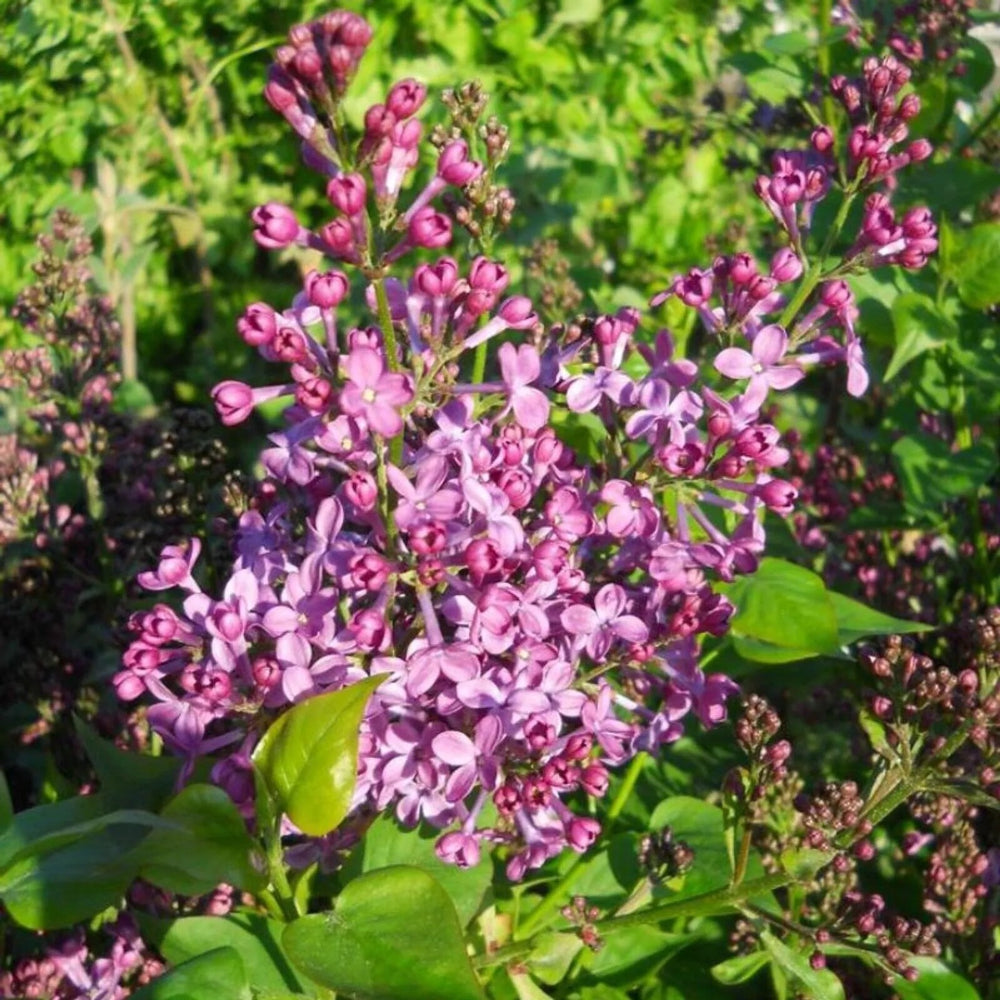 25 Purple Glory Lilac Tree Fragrant Flowers Flower Perennial Seeds | www.seedsplantworld.com