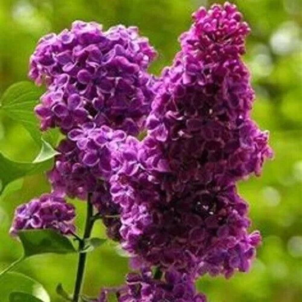 25 Purple Haze Lilac Tree Fragrant Flowers Flower Perennial Seeds | www.seedsplantworld.com