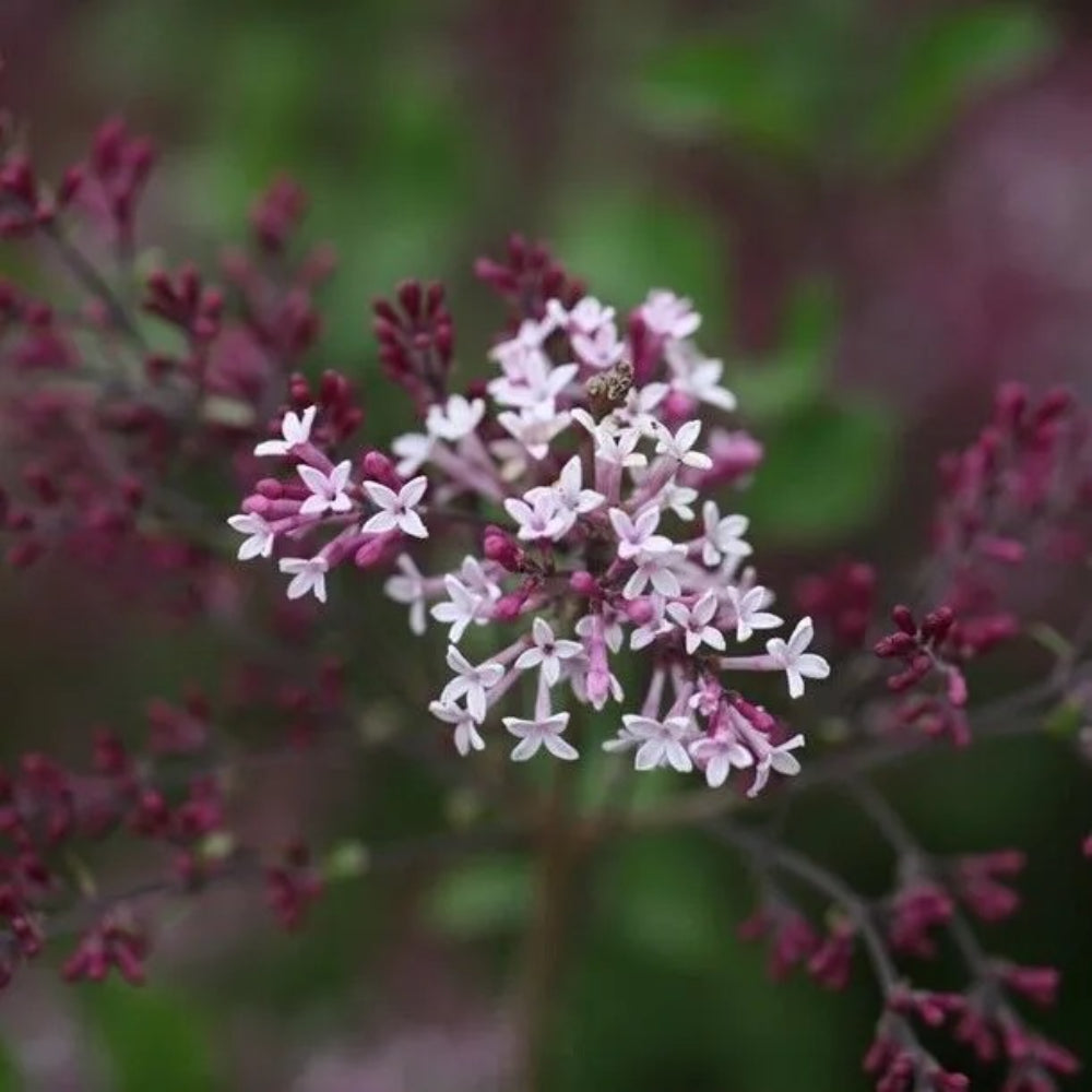 25 Red Pixie Lilac Tree Fragrant Flowers Flower Perennial Seeds | www.seedsplantworld.com