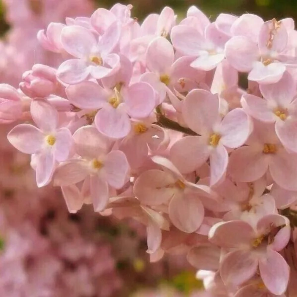 25 Rose Lilac Tree Fragrant Flowers Flower Perennial Seeds | www.seedsplantworld.com