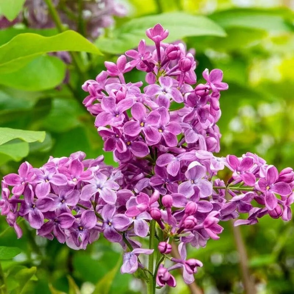 25 Rosie Beach Lilac Tree Fragrant Flowers Flower Perennial Seeds | www.seedsplantworld.com