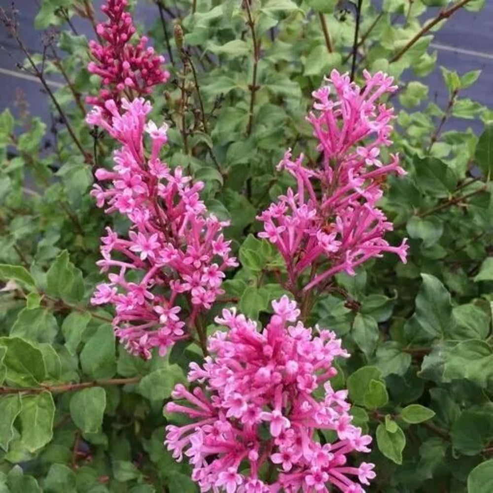 25 Rouge Lilac Tree Fragrant Flowers Flower Perennial Seeds | www.seedsplantworld.com