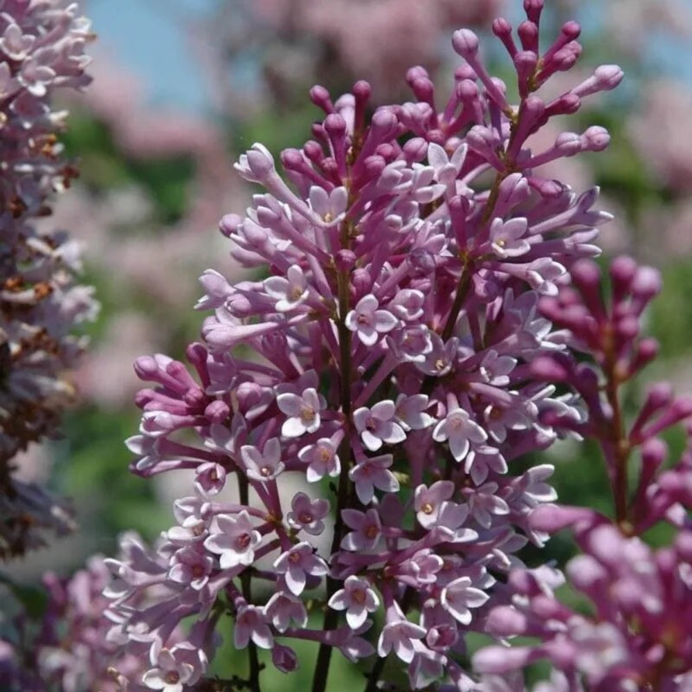 25 Royality Lilac Tree Fragrant Flowers Flower Perennial Seeds | www.seedsplantworld.com