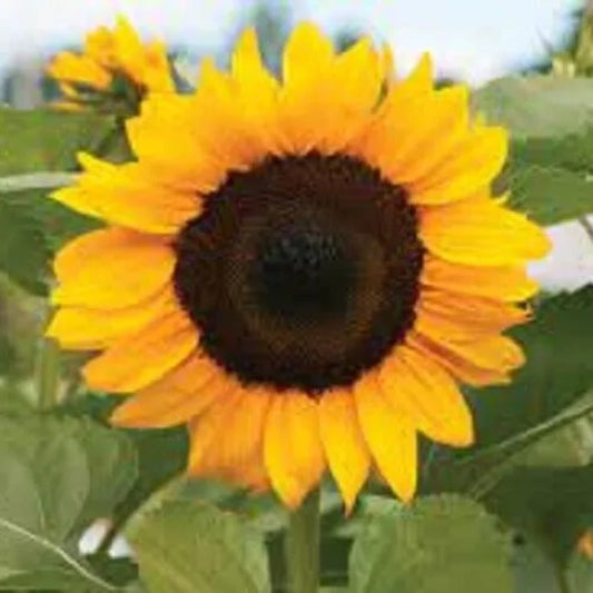 25 ProCut Orange Sunflower Flowers Flower Sun Bloom Perennial Seeds | www.seedsplantworld.com