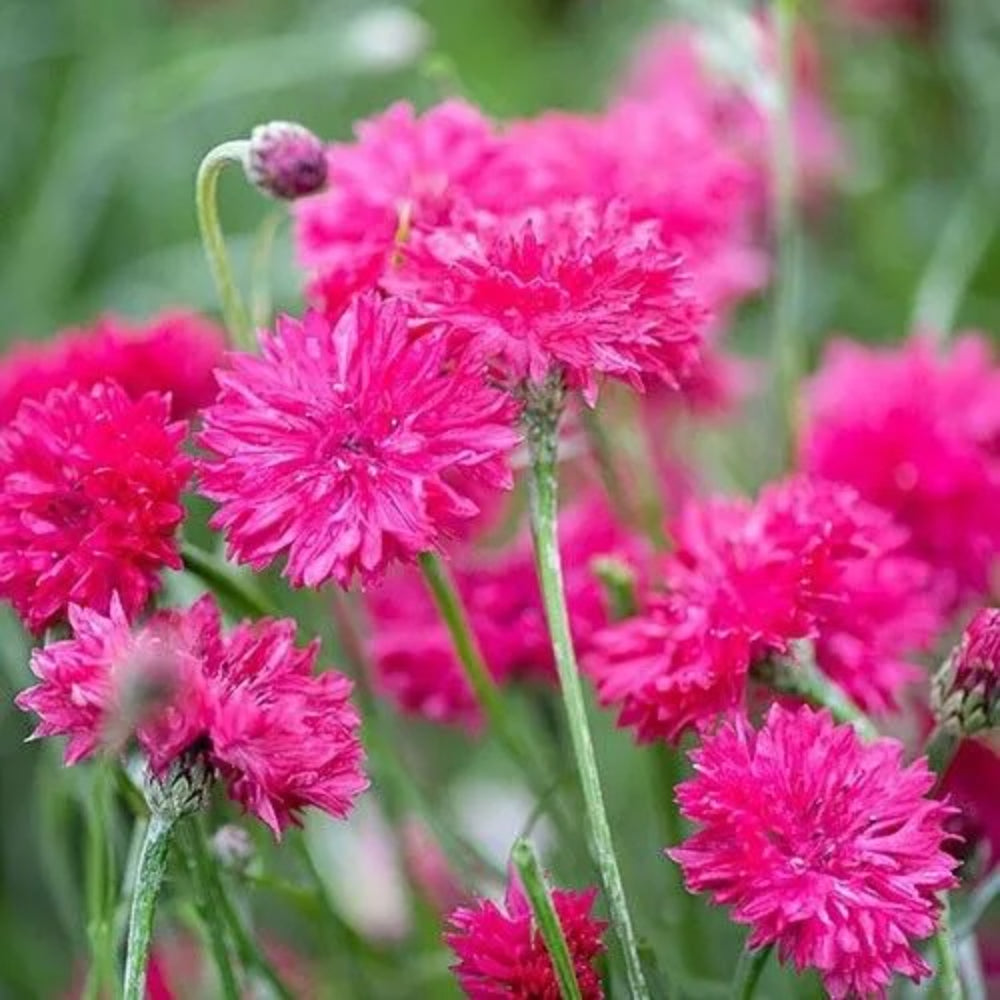 50 Red Box Bachelor's Button Flower Flowers Garden Annual Seeds | www.seedsplantworld.com