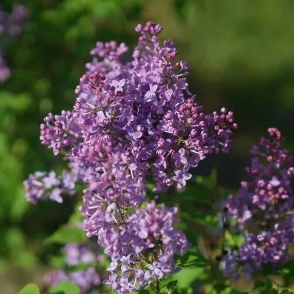 25 Scentara Pura Lilac Tree Fragrant Flowers Flower Perennial Seeds | www.seedsplantworld.com