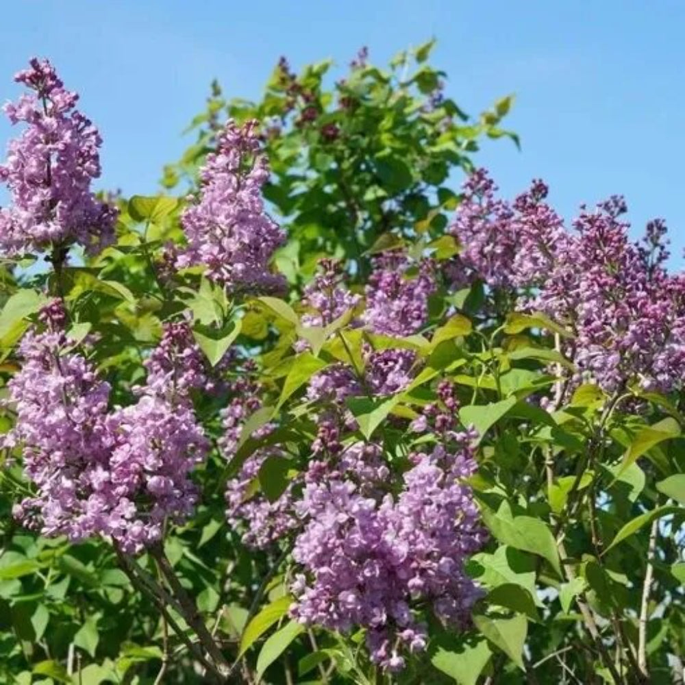 50 Double Blue Lilac Tree Fragrant Flowers Flower Perennial Seeds | www.seedsplantworld.com