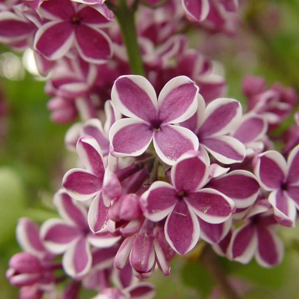 25 Sensation Lilac Tree Fragrant Flowers Flower Perennial Seeds | www.seedsplantworld.com