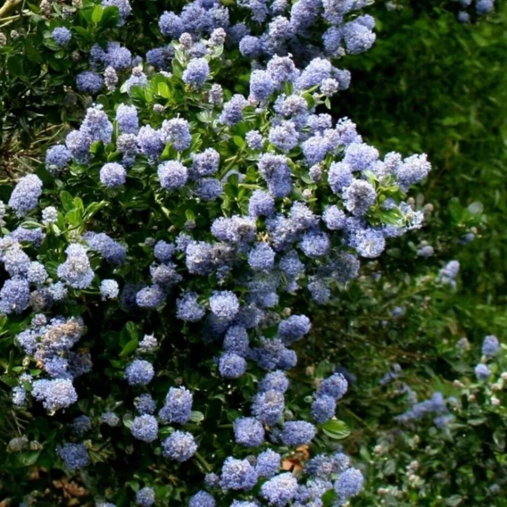 25 Skyland Lilac Tree Fragrant Flowers Flower Perennial Seeds | www.seedsplantworld.com