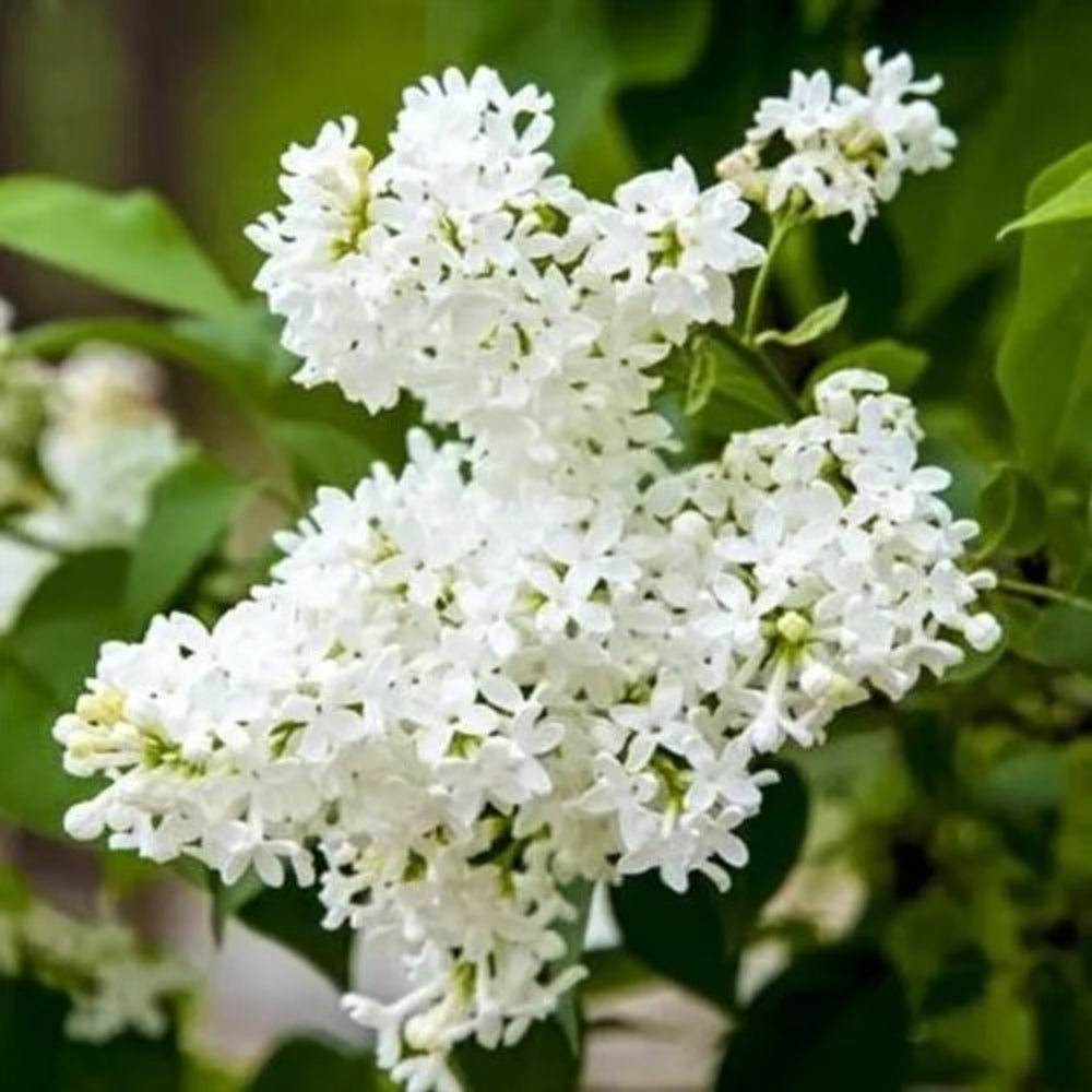 25 Snowy Beach Lilac Tree Fragrant Flowers Flower Perennial Seeds | www.seedsplantworld.com