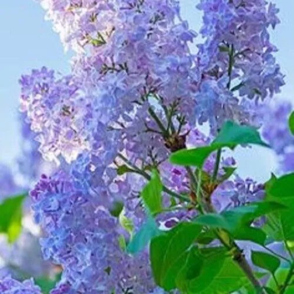 25 Thistle Lilac Tree Fragrant Flowers Flower Perennial Seeds | www.seedsplantworld.com