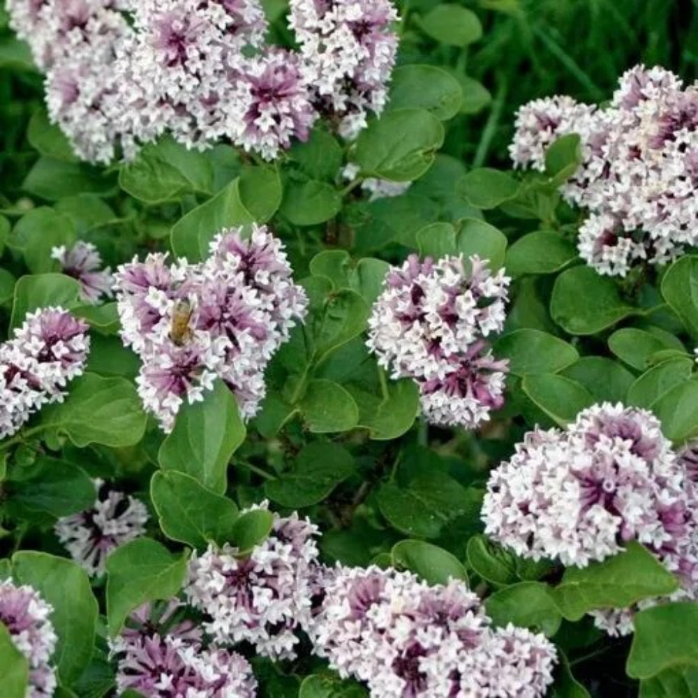 25 White Lavendar Lilac Tree Fragrant Flowers Flower Perennial Seeds | www.seedsplantworld.com