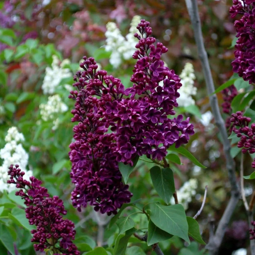 25 Wine Lilac Tree Fragrant Flowers Flower Perennial Seeds | www.seedsplantworld.com