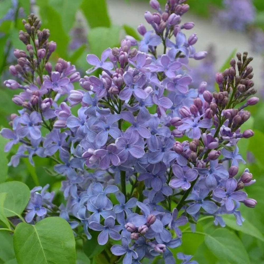 25 Wonderblue Lilac Tree Fragrant Flowers Flower Perennial Seeds | www.seedsplantworld.com