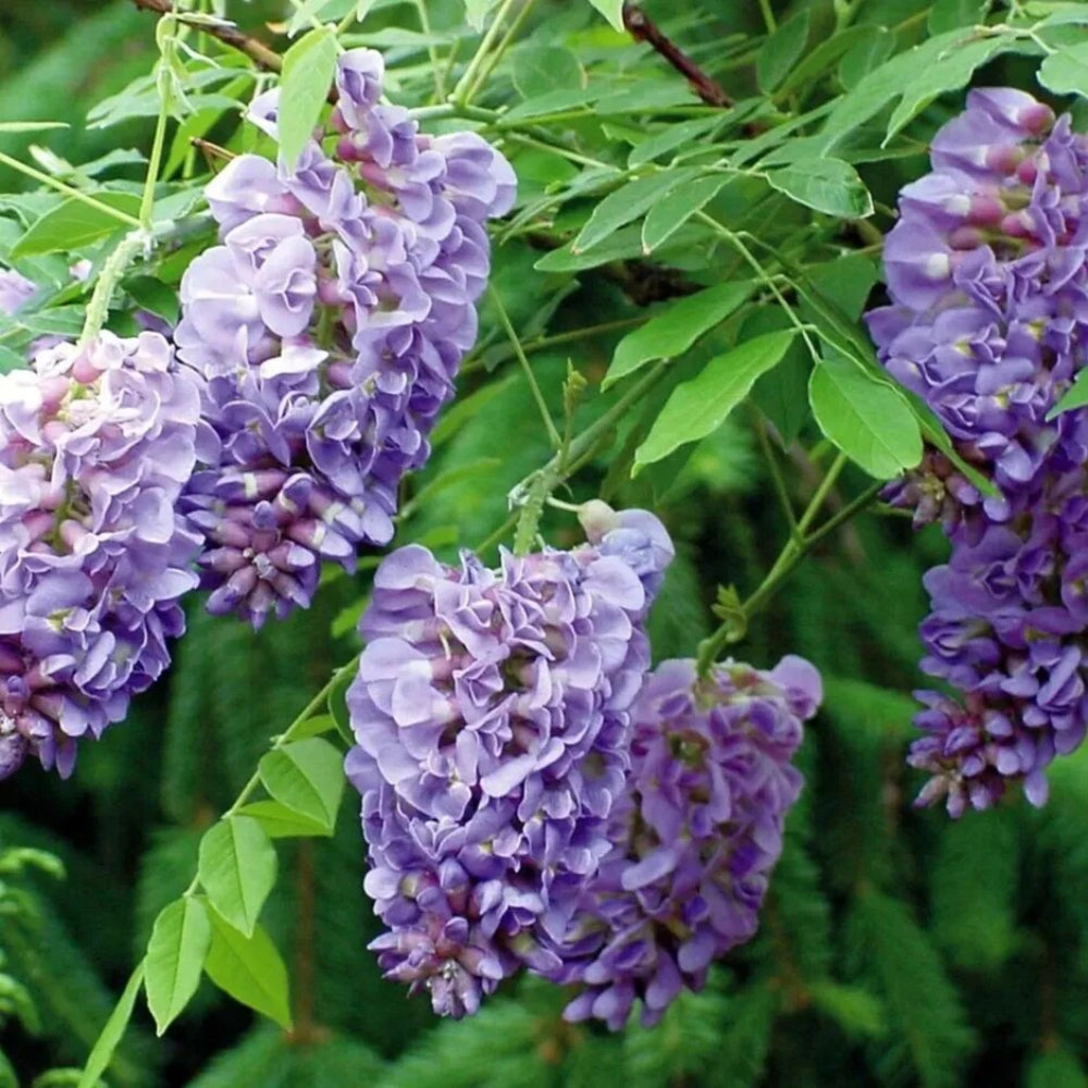 25 Amethyst Falls Lilac Tree Fragrant Flowers Flower Perennial Seeds | www.seedsplantworld.com