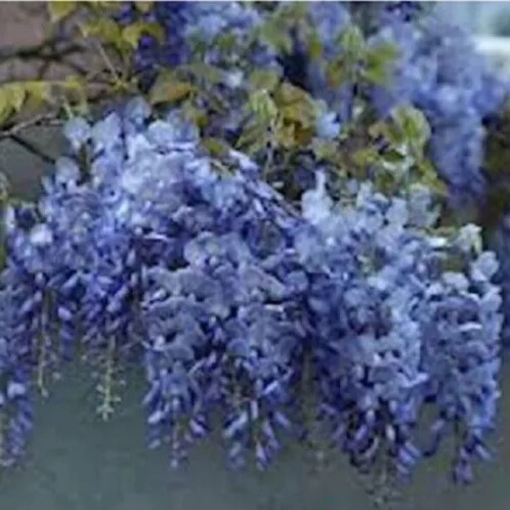 5 Blue Wisteria Vine Climbing Flower Perennial Seeds | www.seedsplantworld.com