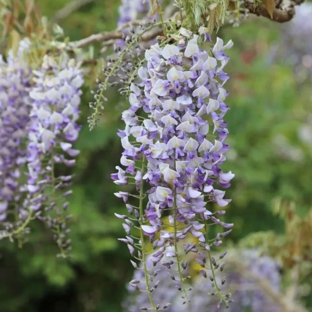 5 Domino Wisteria Vine Climbing Flower Perennial Seeds | www.seedsplantworld.com