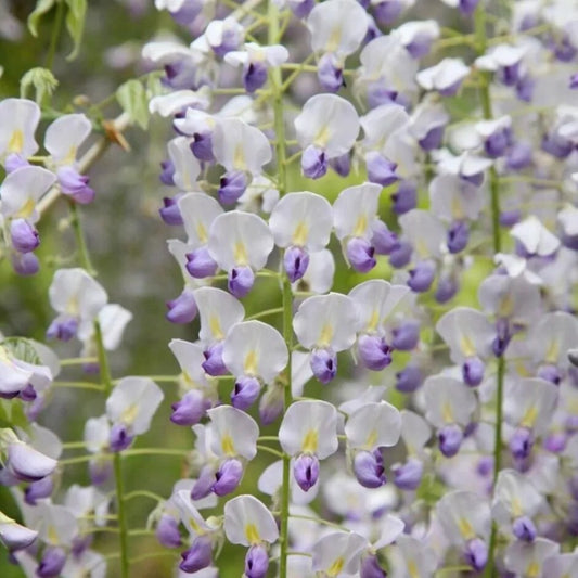 5 Japanese Wisteria Vine Climbing Flower Perennial Seeds | www.seedsplantworld.com