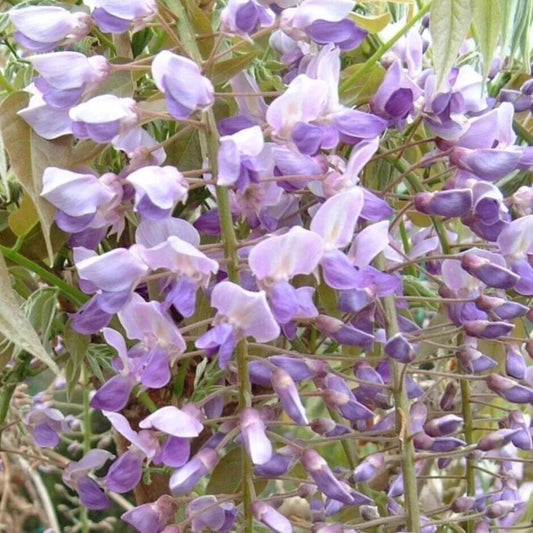 5 Kokuryu Wisteria Vine Climbing Flower Perennial Seeds | www.seedsplantworld.com