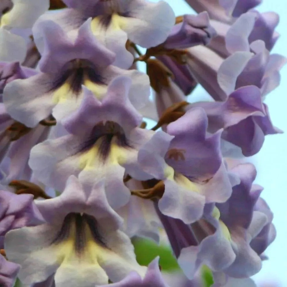 5 Paulwnia Wisteria Vine Climbing Flower Perennial Seeds | www.seedsplantworld.com