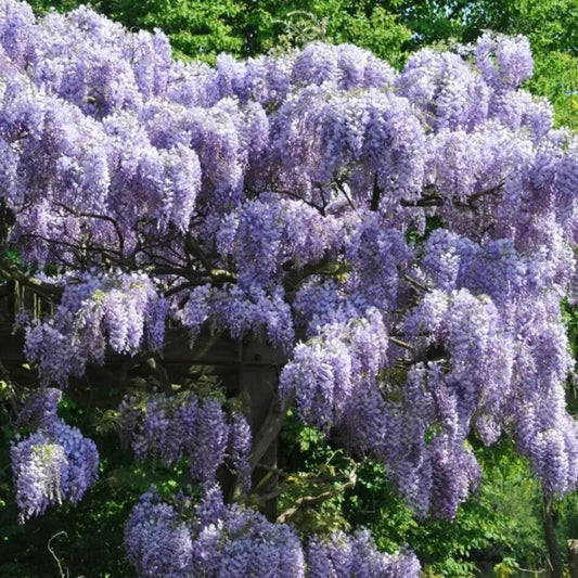 5 Prolific Wisteria Vine Climbing Flower Perennial Seeds | www.seedsplantworld.com