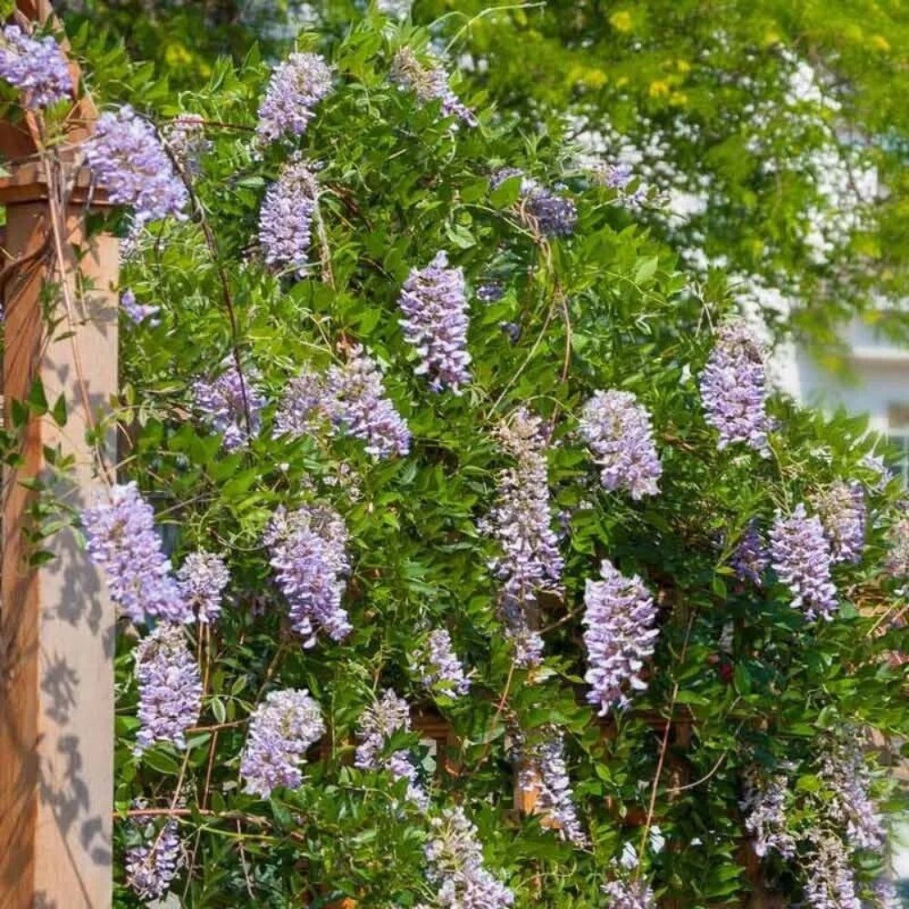 5 Summer Cascade Wisteria Vine Climbing Flower Perennial Seeds | www.seedsplantworld.com