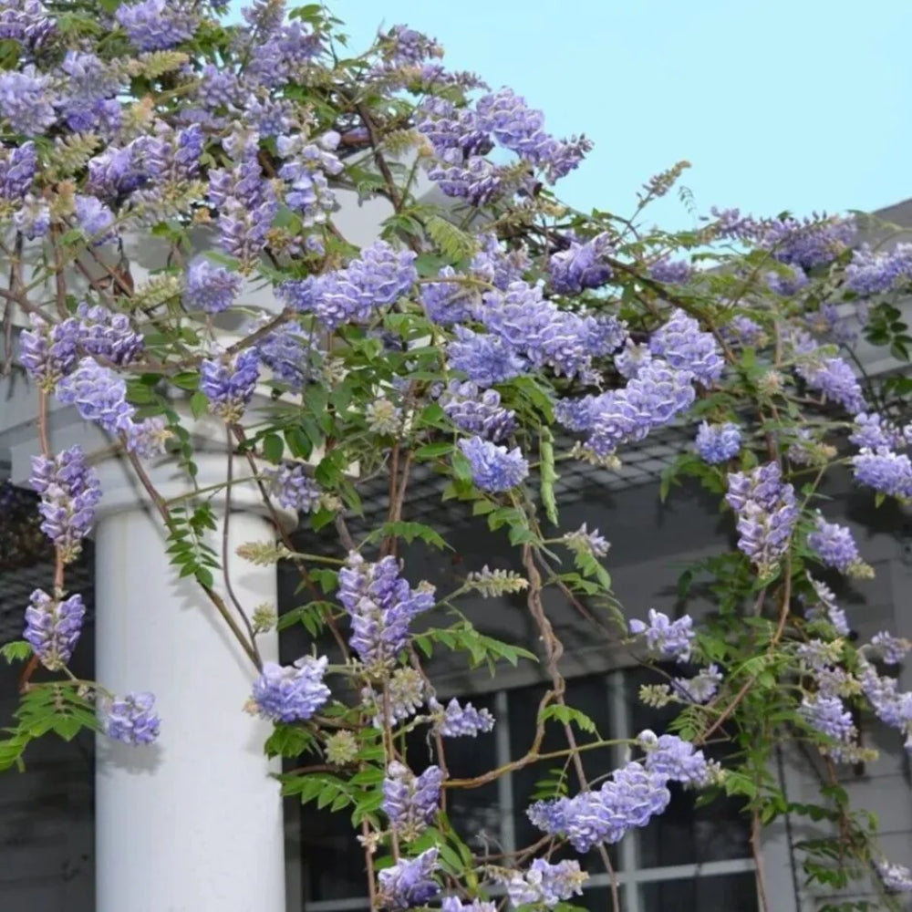 5 Frutescents Wisteria Vine Climbing Flower Flower Perennial Seeds | www.seedsplantworld.com