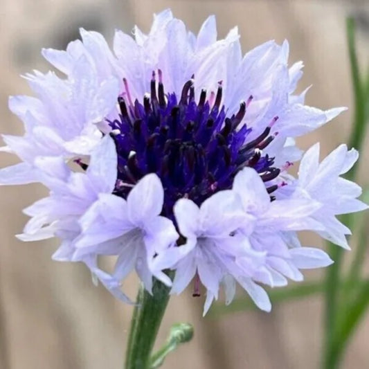 50 White Blue Bachelor's Button Flower Flowers Garden Annual Seeds | www.seedsplantworld.com