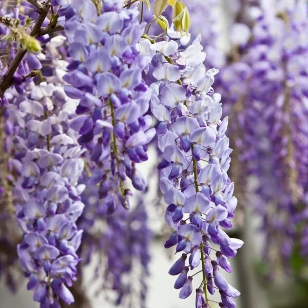 5 Sinensis Wisteria Vine Climbing Flower Perennial Seeds | www.seedsplantworld.com