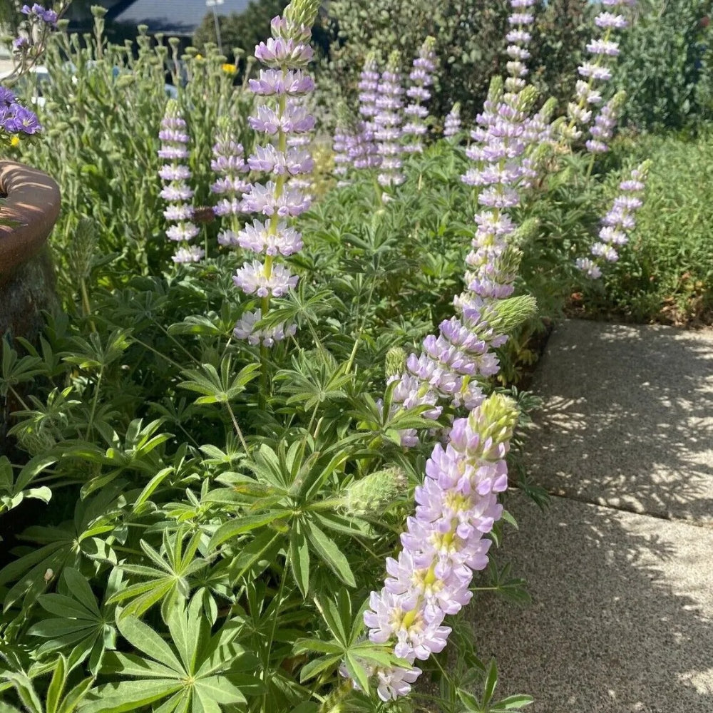 25 Lavendar Lupine Flower Hardy Flowers Perennial Seeds | www.seedsplantworld.com