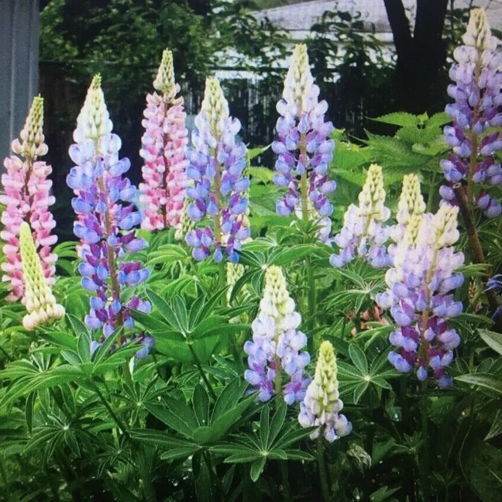 25 Light Mix Lupine Flower Hardy Flowers Perennial Seeds | www.seedsplantworld.com