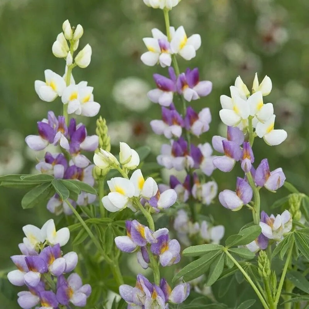 25 Lilac Javelin Lupine Flower Hardy Flowers Perennial Seeds | www.seedsplantworld.com