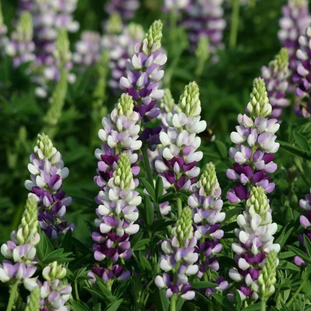 25 Lilac White Lupine Flower Hardy Flowers Perennial Seeds | www.seedsplantworld.com