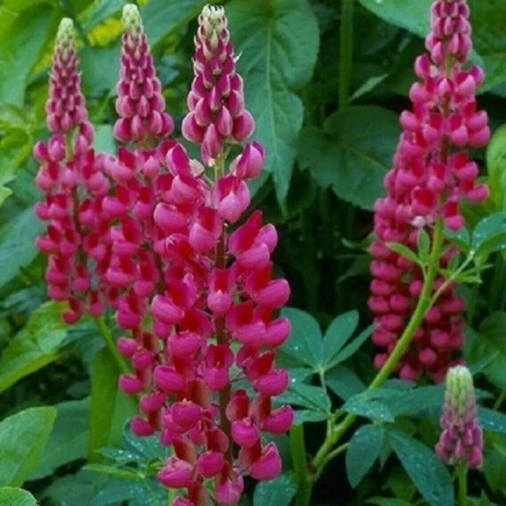 25 Magenta Lupine Flower Hardy Flowers Perennial Seeds | www.seedsplantworld.com