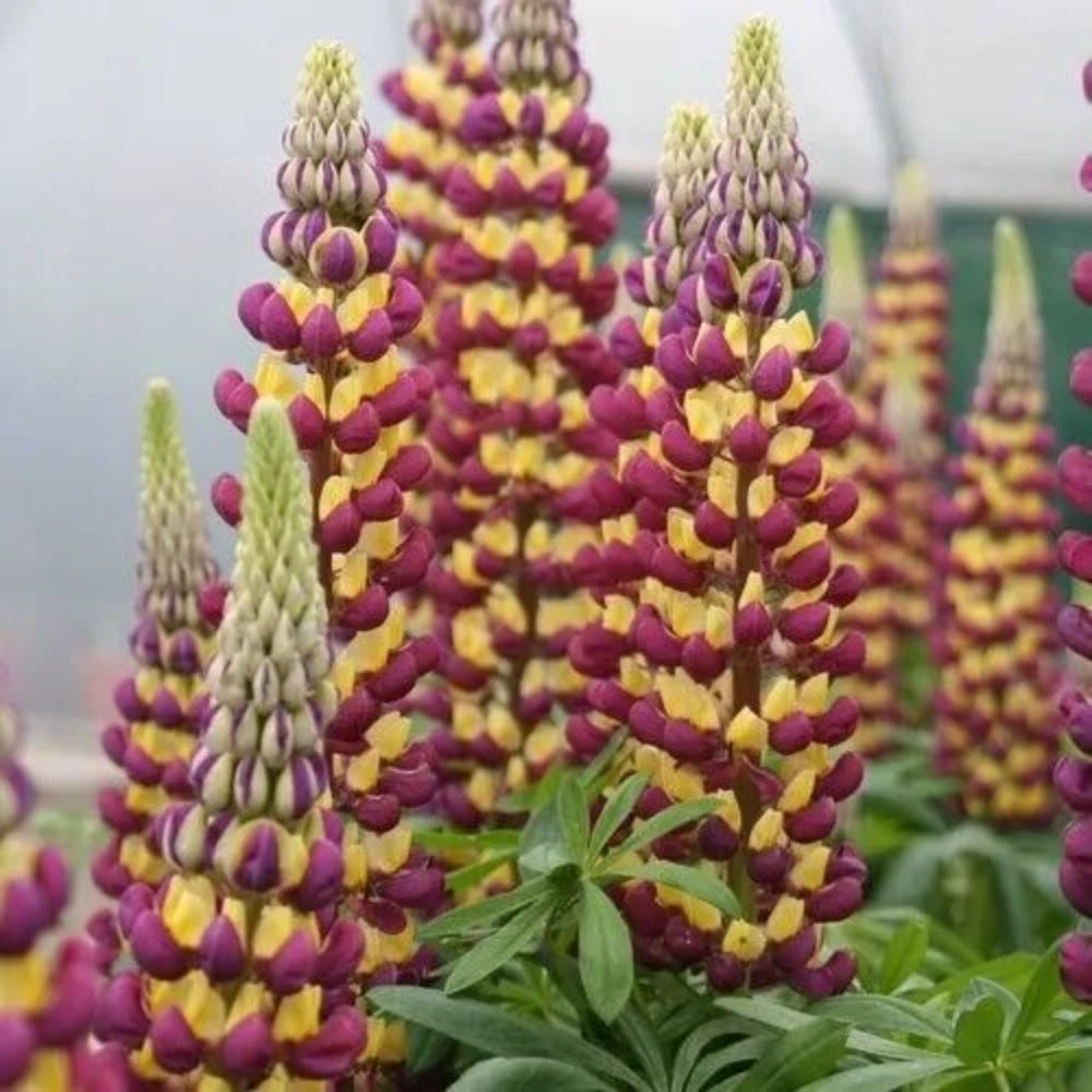 25 Manhattan Lights Lupine Flower Hardy Flowers Perennial Seeds | www.seedsplantworld.com