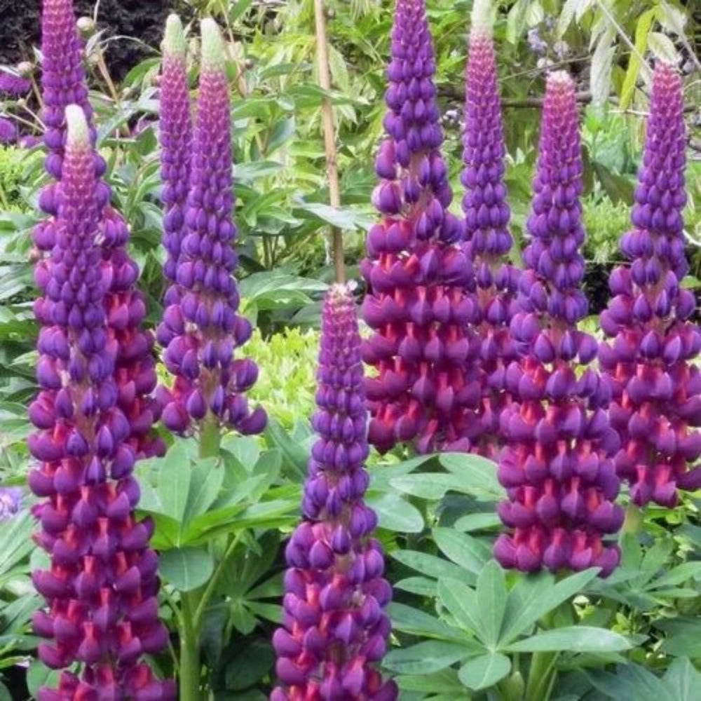 25 Masterpiece Lupine Flower Hardy Flowers Perennial Seeds | www.seedsplantworld.com