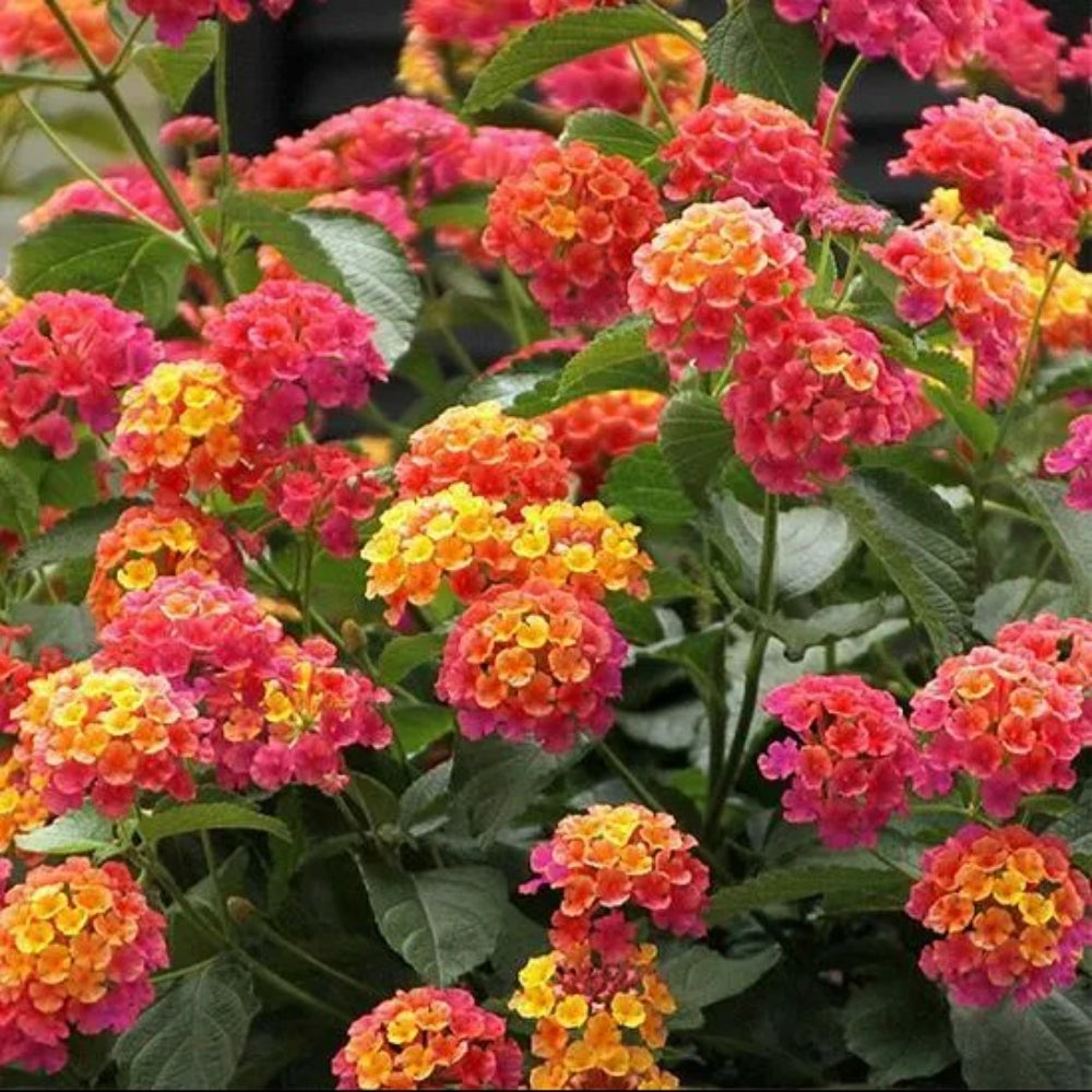 50 Pink Orange Verbena Flower Flowers Spring Wildflower Perennial Seeds | www.seedsplantworld.com