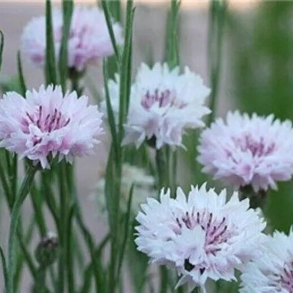 50 White Pink Bachelor's Button Flower Flowers Garden Annual Seeds | www.seedsplantworld.com