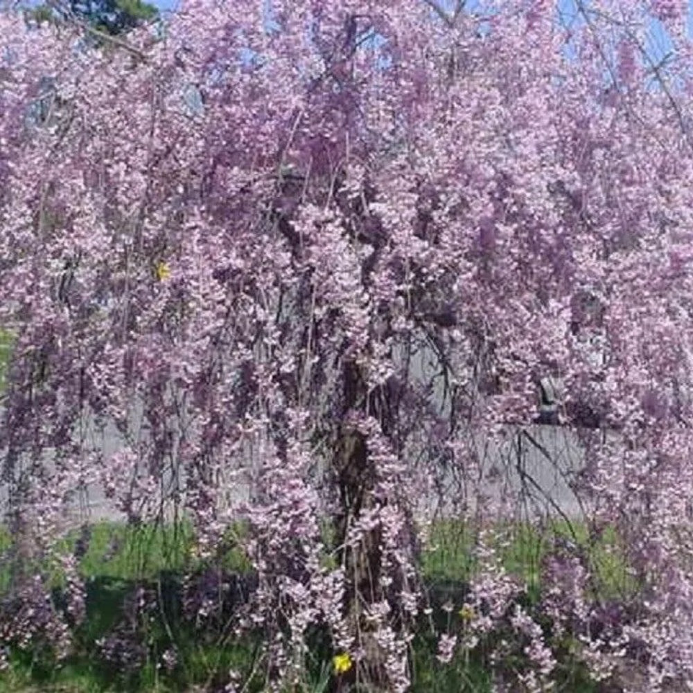 5 Purple Willow Tree Weeping Flower Giant Full Landscape Garded Yard Seeds | www.seedsplantworld.com